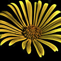 FLOWER 1