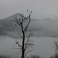 Eagles in Trees Harrison River BC