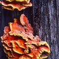 Tree Fungus