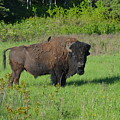 Bison in Saskatchewan