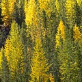 Fall Foliage in Trees