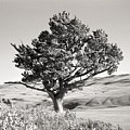 Tree west of Claresholm Alberta 1940