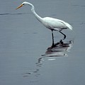 White Egret